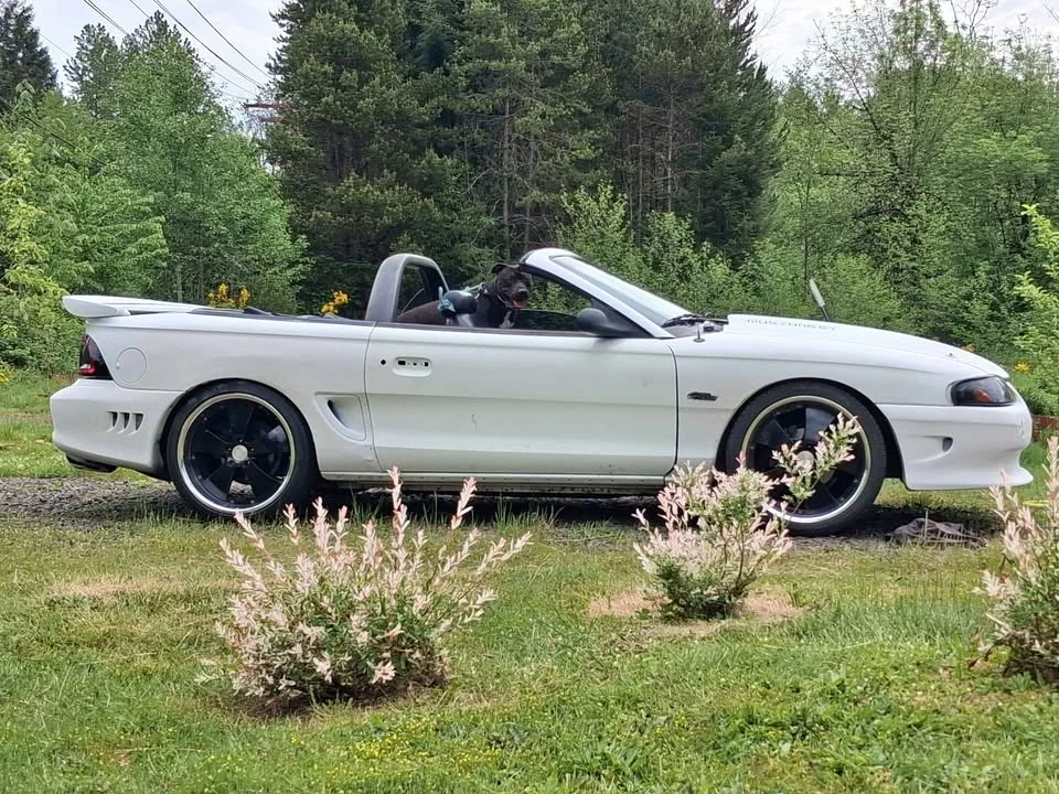 1998 Ford SN95 Mustang - Image 4 of 4
