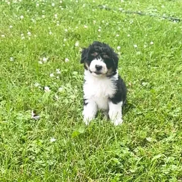 Bernedoodles mini F2b