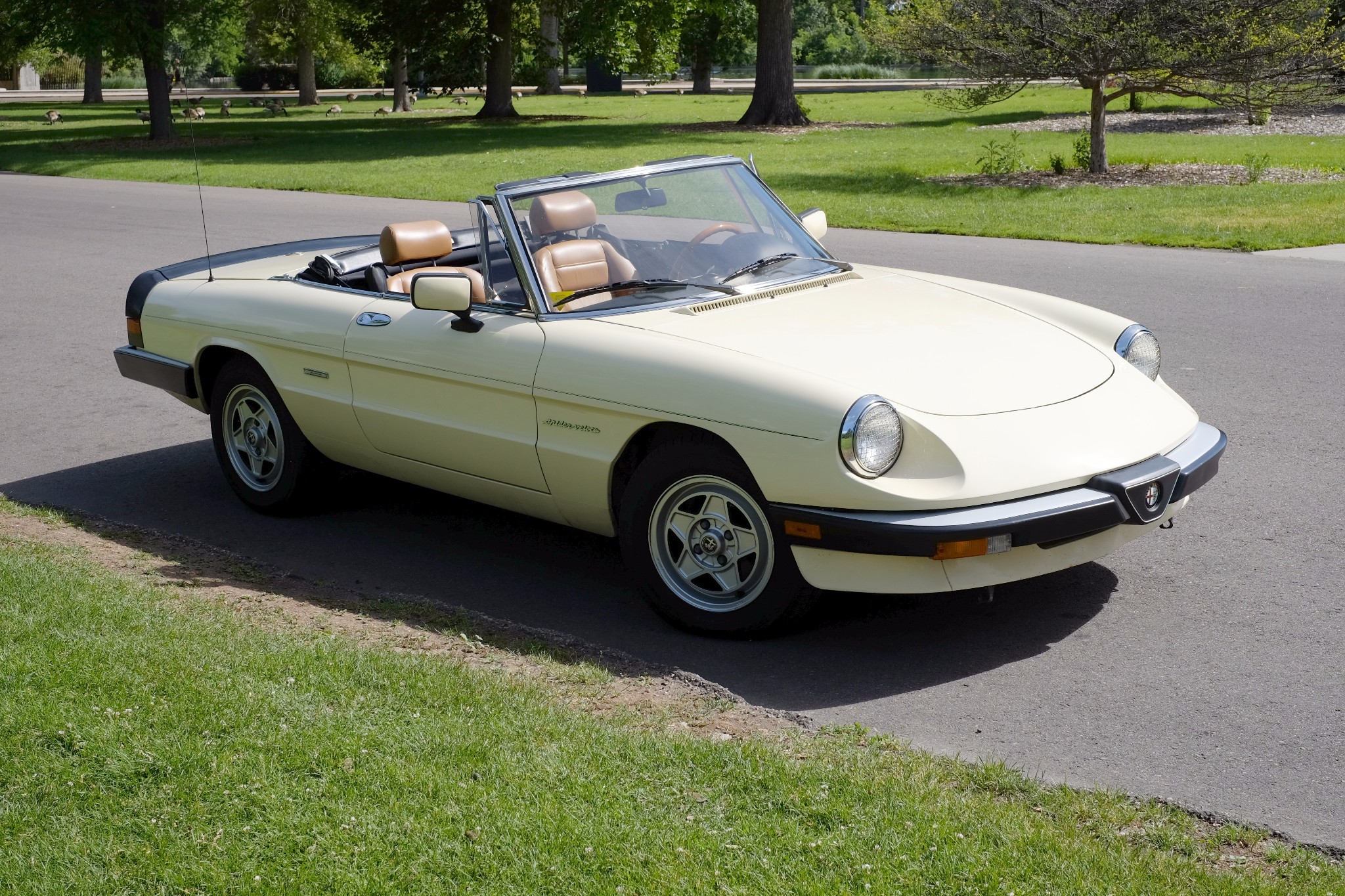 1987 Alfa Romeo Spider