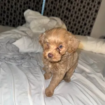 Mini Labradoodle Puppy