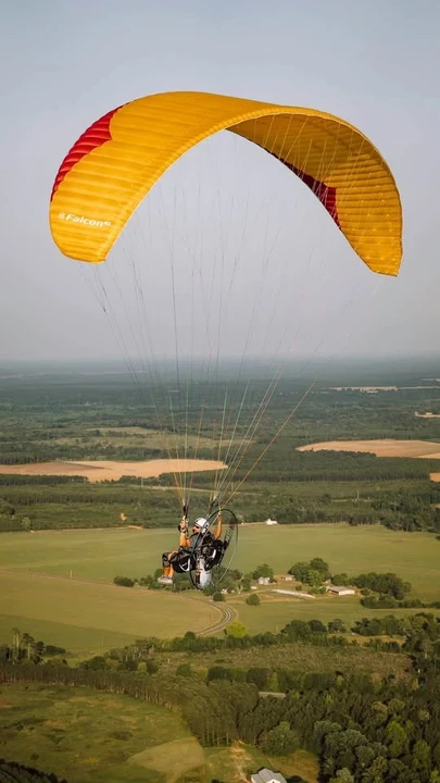 Falcon - Image 2 of 6