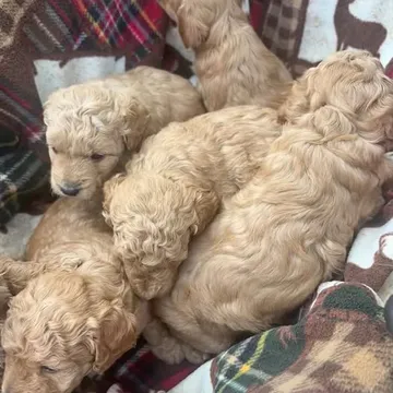 Golden miniature doodles for sale ￼￼
Mom and dad both have papers ￼