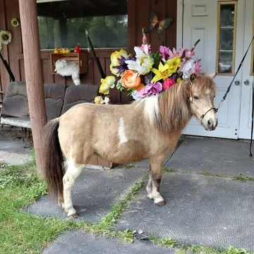 Mini Classic Mini Horse