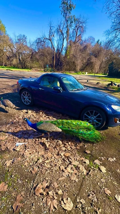 2010 Mazda NC MX-5 Miata - Image 4 of 10