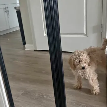 Micro Mini Goldendoodle Toy