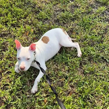 Micro mini red nose pitbull