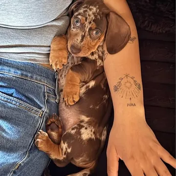 Mini Dachshund puppy
