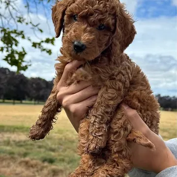 Mini Goldendoodle Puppy