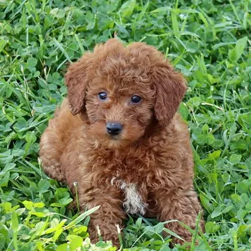 Mini Golden Doodle