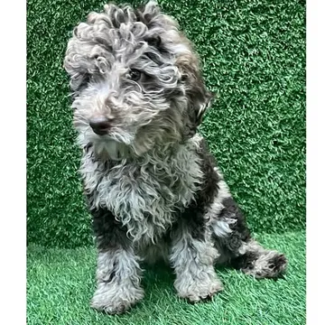 Mini Goldendoodle