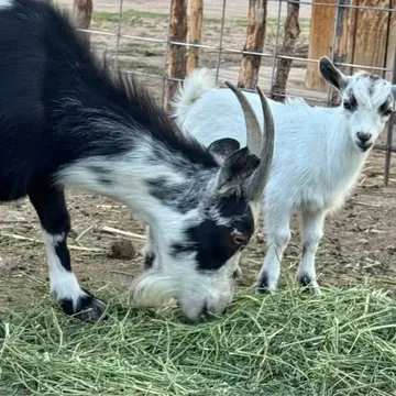 Mini Nigerian dwarf doe