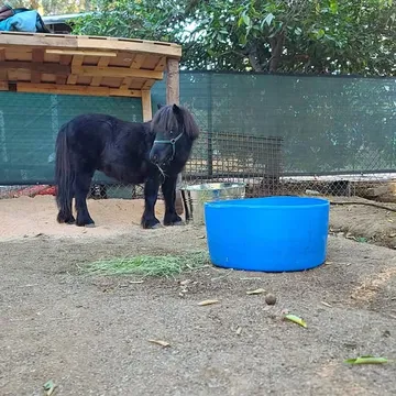 Mini Pony