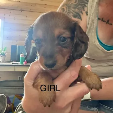 Mini Weinie Dog Puppies