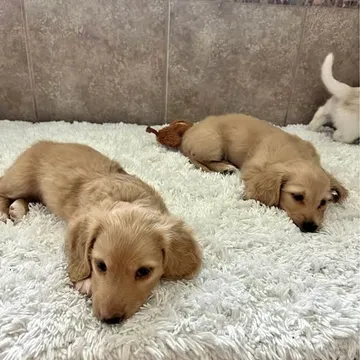 Mini cream Daschund