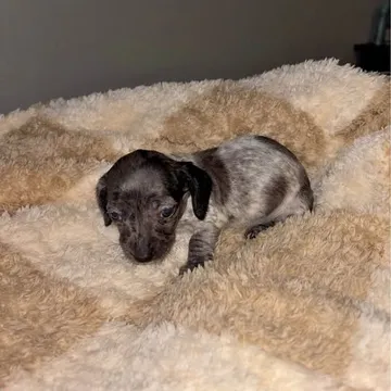 Mini dachshunds