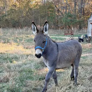 Mini donkey