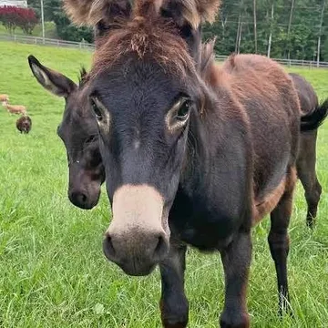 Mini Donkey