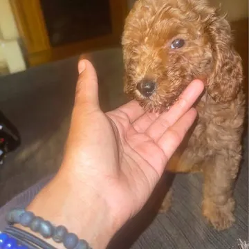 Mini Golden Doodle