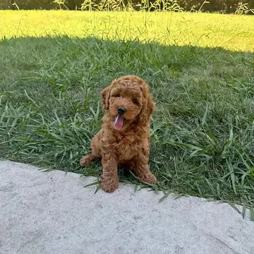 Mini golden doodle food!