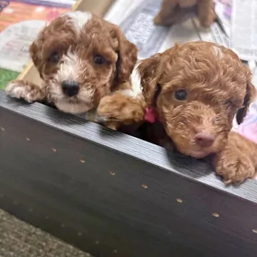 Mini Golden Doodles