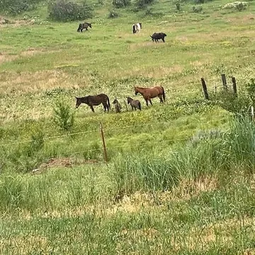 Mini mules