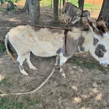 Miniature Donkey