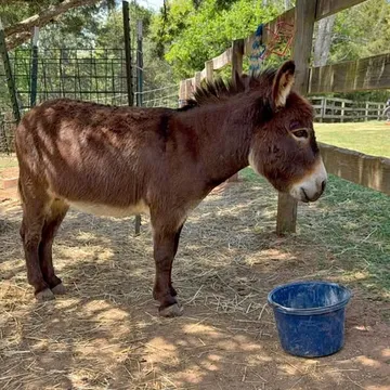 Miniature Donkey