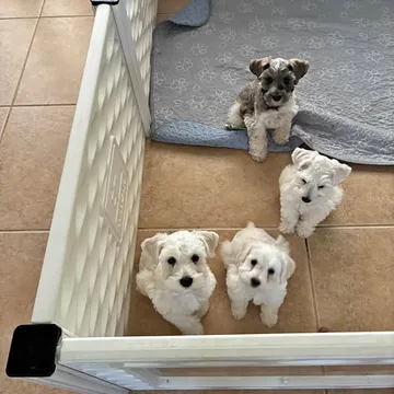 Miniature Schnauzer