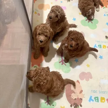 Petite mini golden doodle