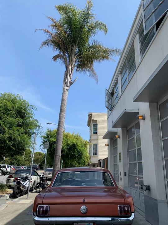 1966 Ford Mustang 1st Gen (1964.5-1966) - Image 18 of 31