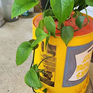 Various Plants