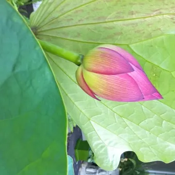Would like to BUY a Lotus