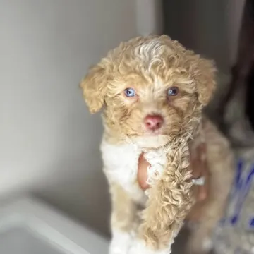 Mini Labradoodle